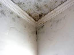 Why You Should Choose Our Mold Remediation Services in Lemoore, CA